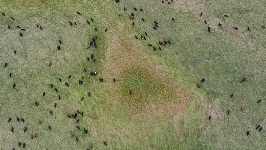 Welcome to Modern Pastures